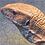 fussylizard